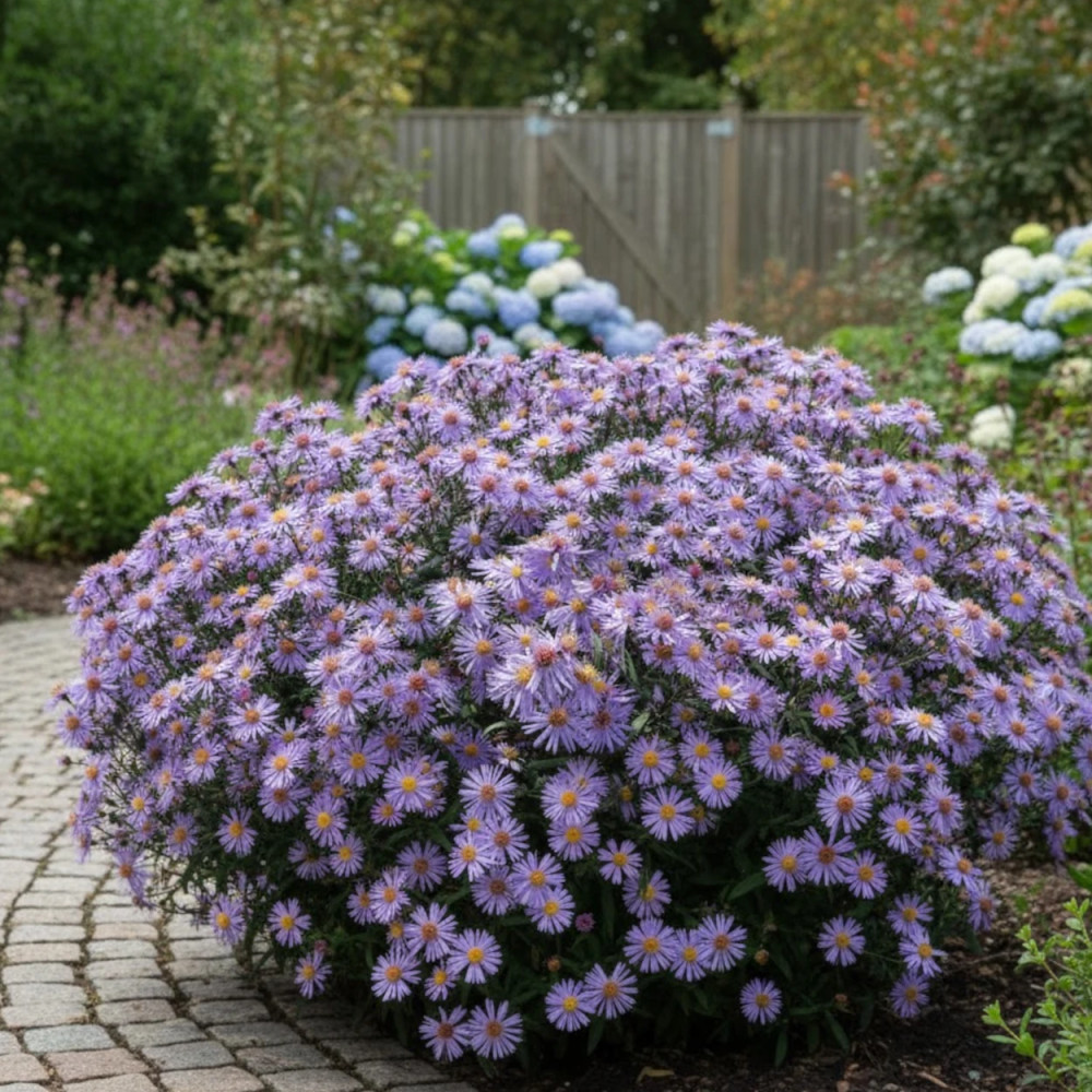 Aster grand d'automne Calliope