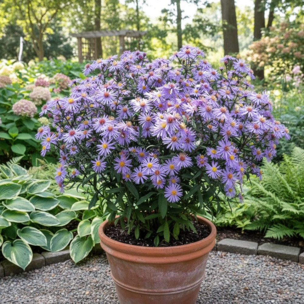 Aster grand d'automne Calliope