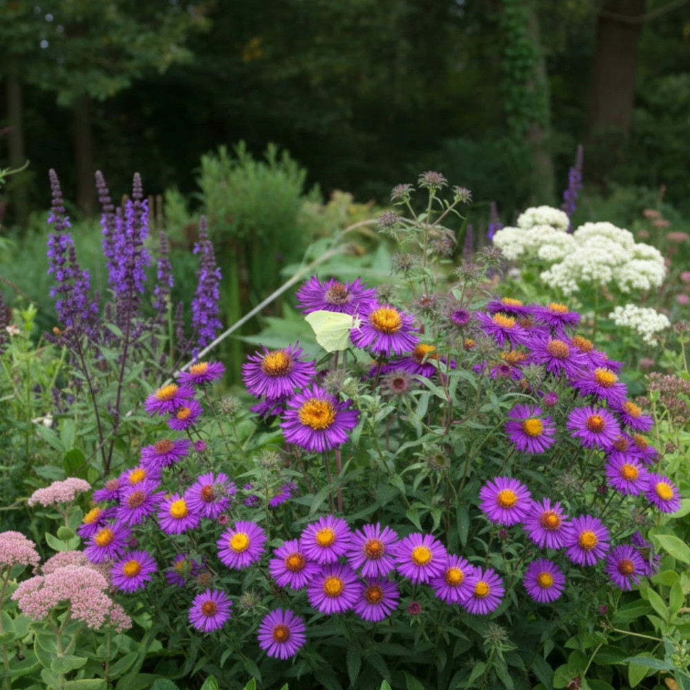 Aster grand d'automne Purple Dome, Aster novae-angliae