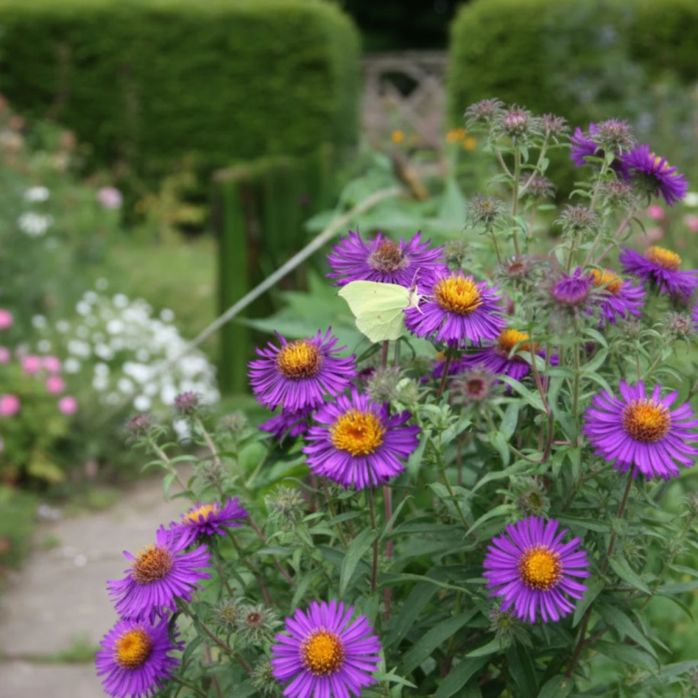 Aster grand d'automne Purple Dome, Aster novae-angliae