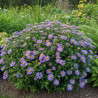 Aster odorant October Skies