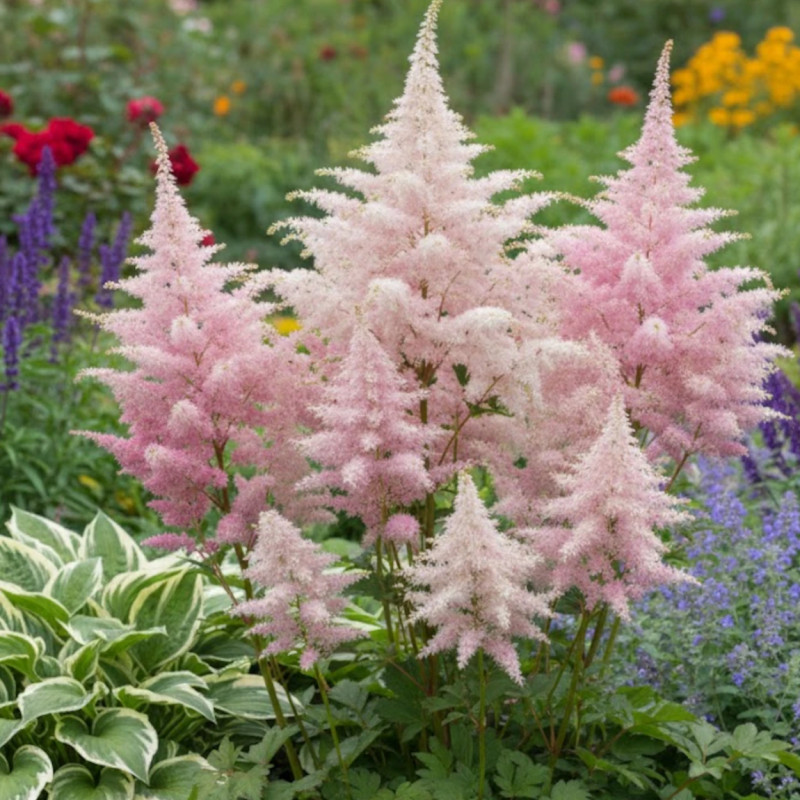 Astilbe à feuilles simples Sprite