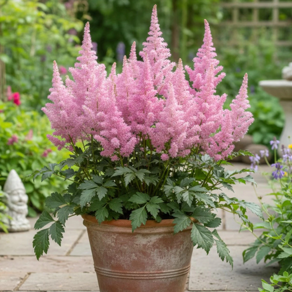Astilbe d'Arends Anita Pfeifer
