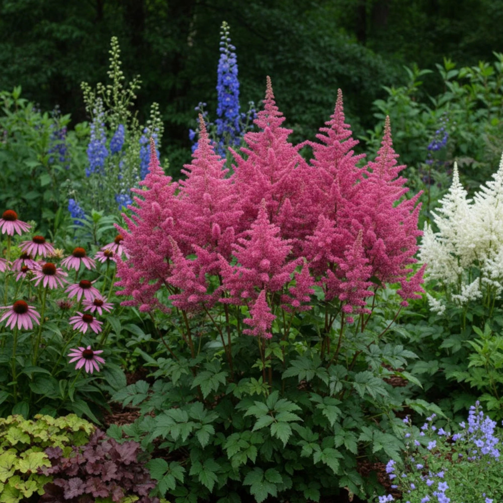 Astilbe d'Arends Federsee