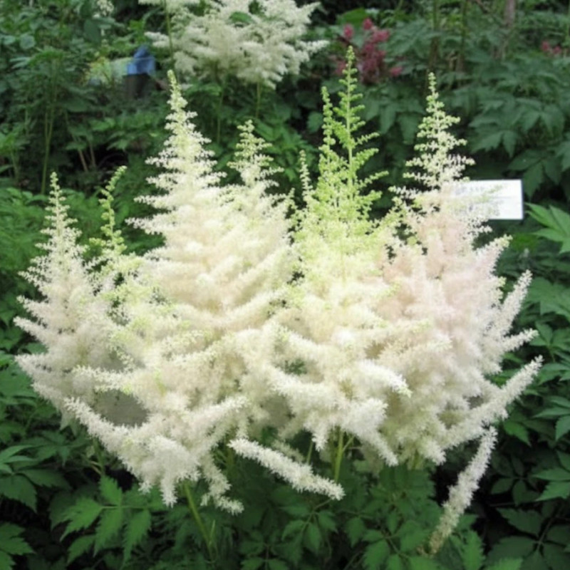 Astilbe d'Arends Weisse Gloria