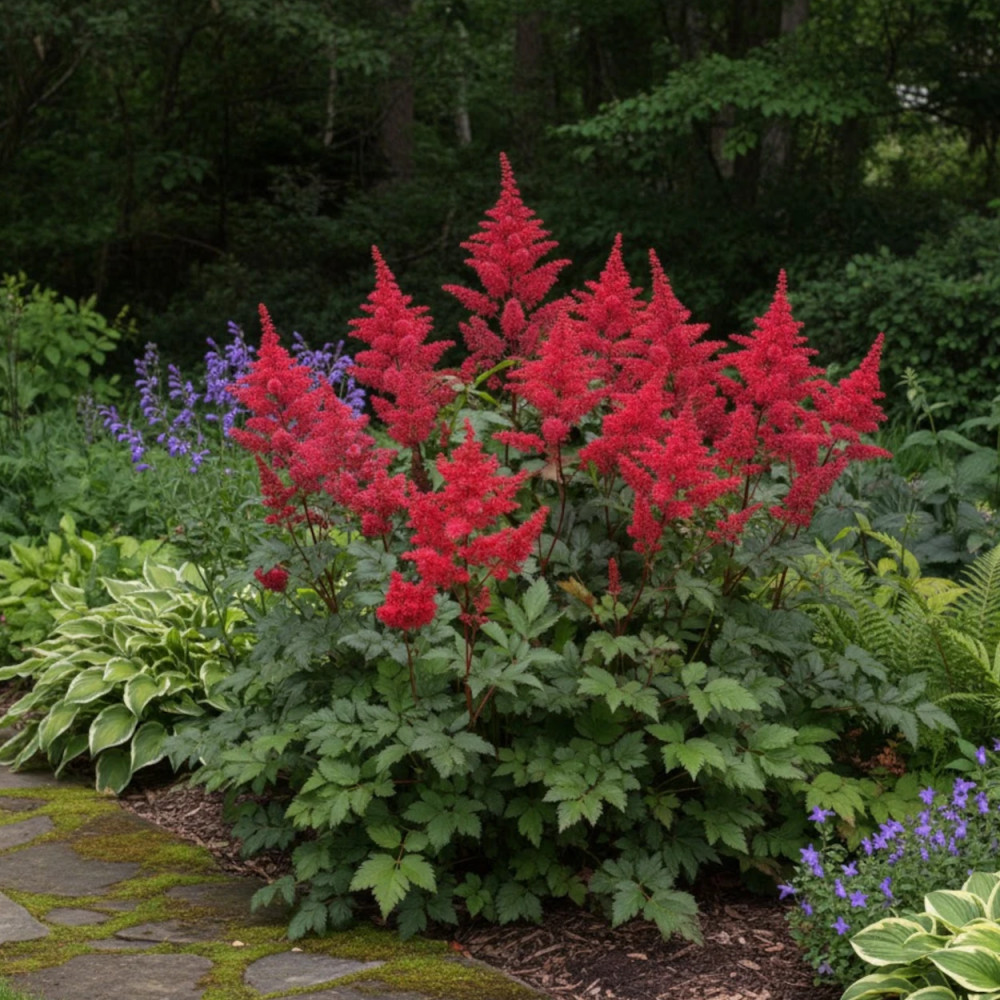 Astilbe du Japon Montgomery