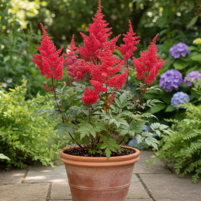 Astilbe du Japon Montgomery