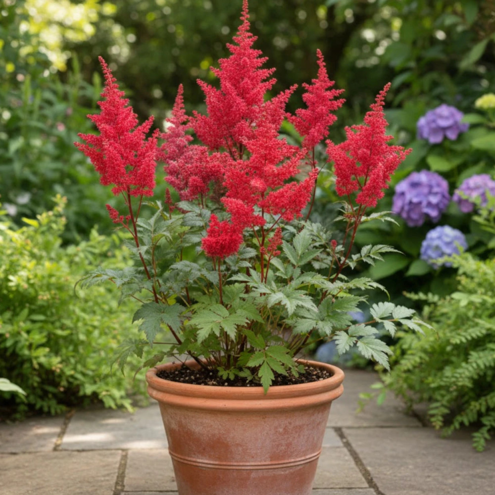 Astilbe du Japon Montgomery
