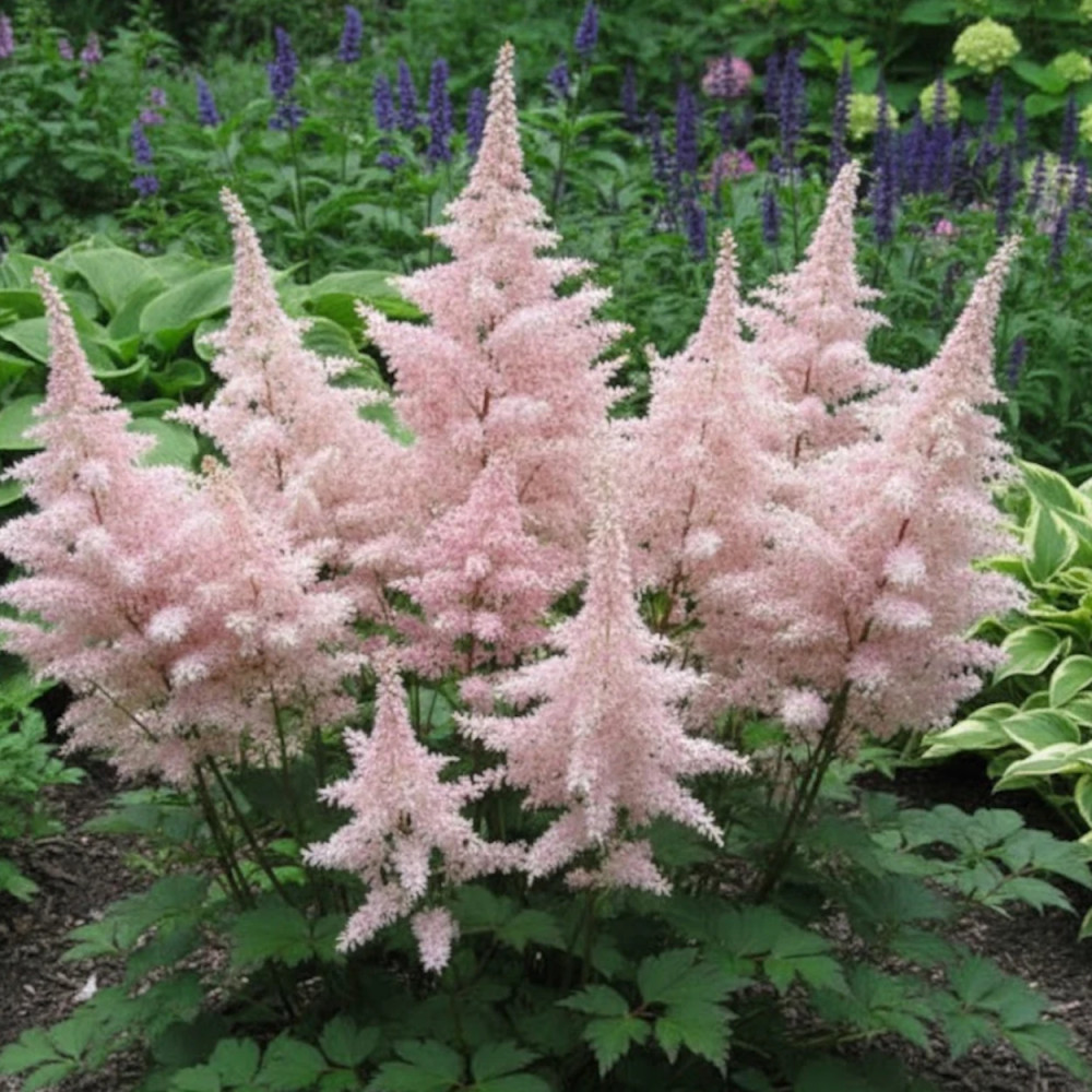 Astilbe du Japon Peach Blossom