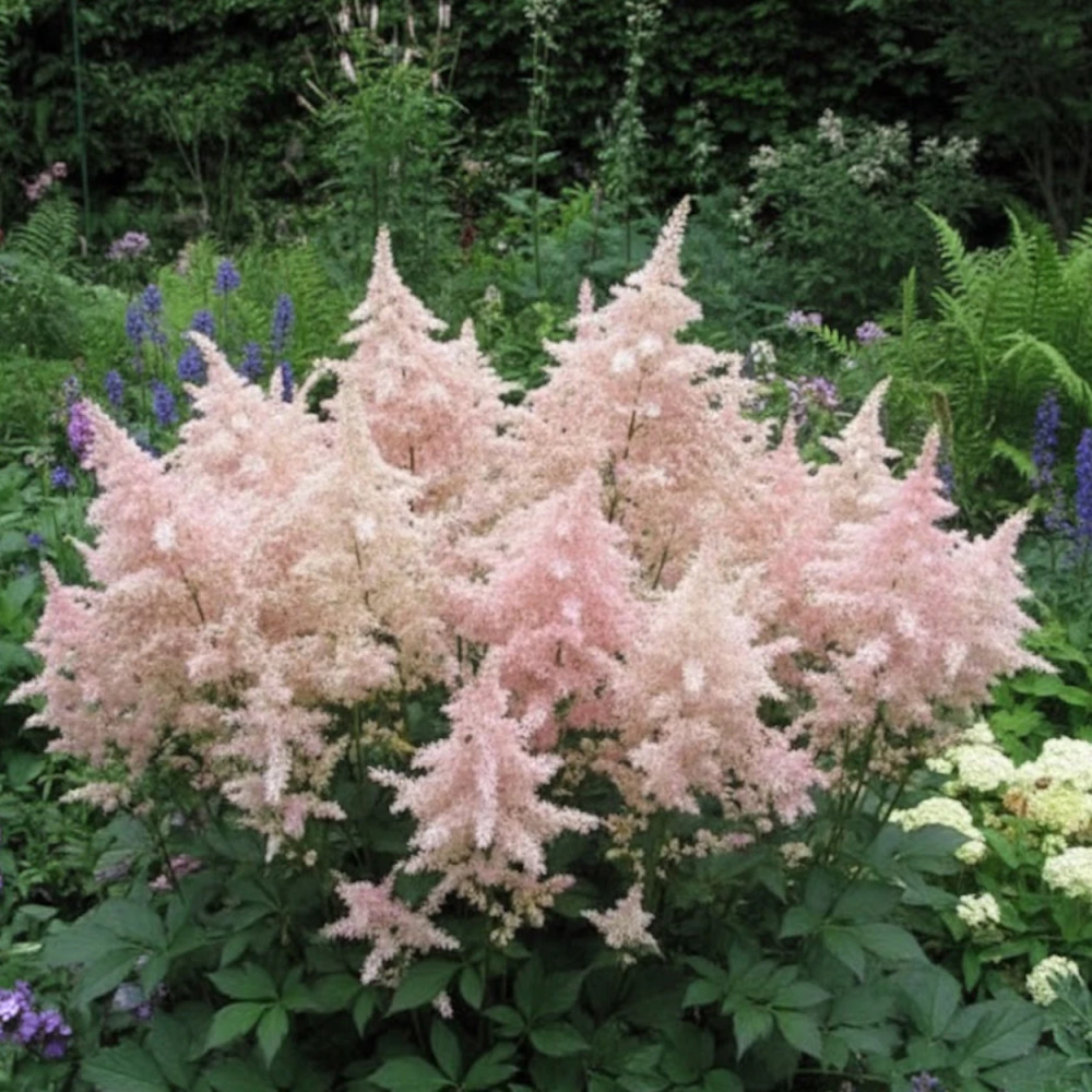 Astilbe du Japon Peach Blossom