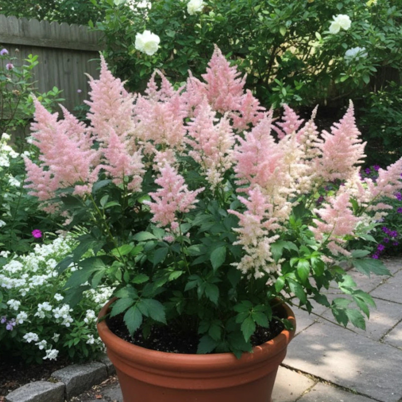 Astilbe du Japon Peach Blossom