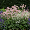 Astrance major Pink Pride