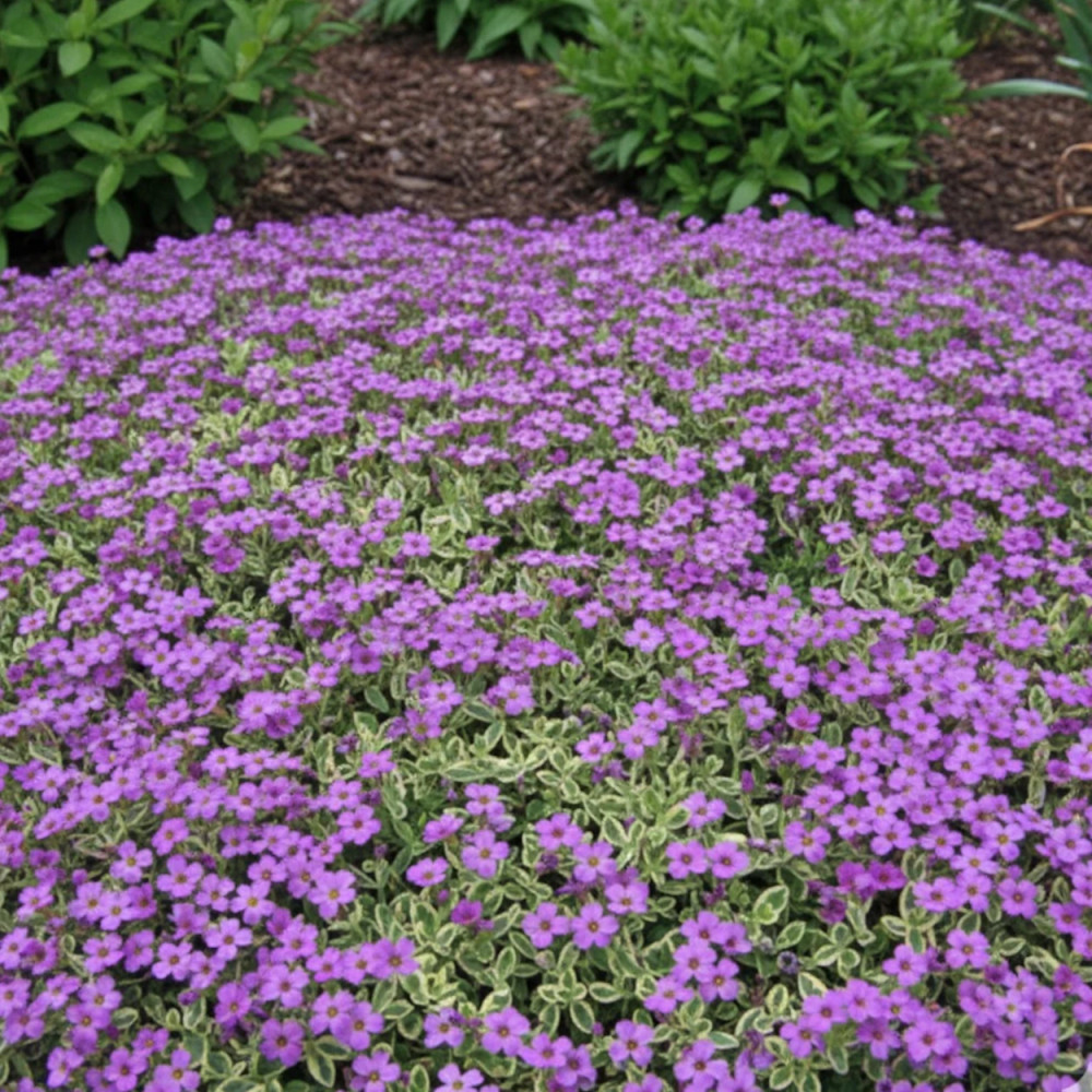 Aubriète Silberrand