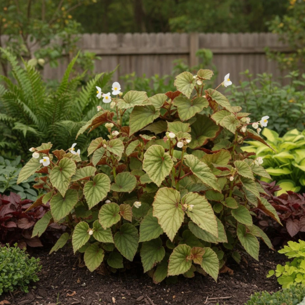 Bégonia vivace Blanc