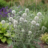 Boule azurée Arctic, Echinops