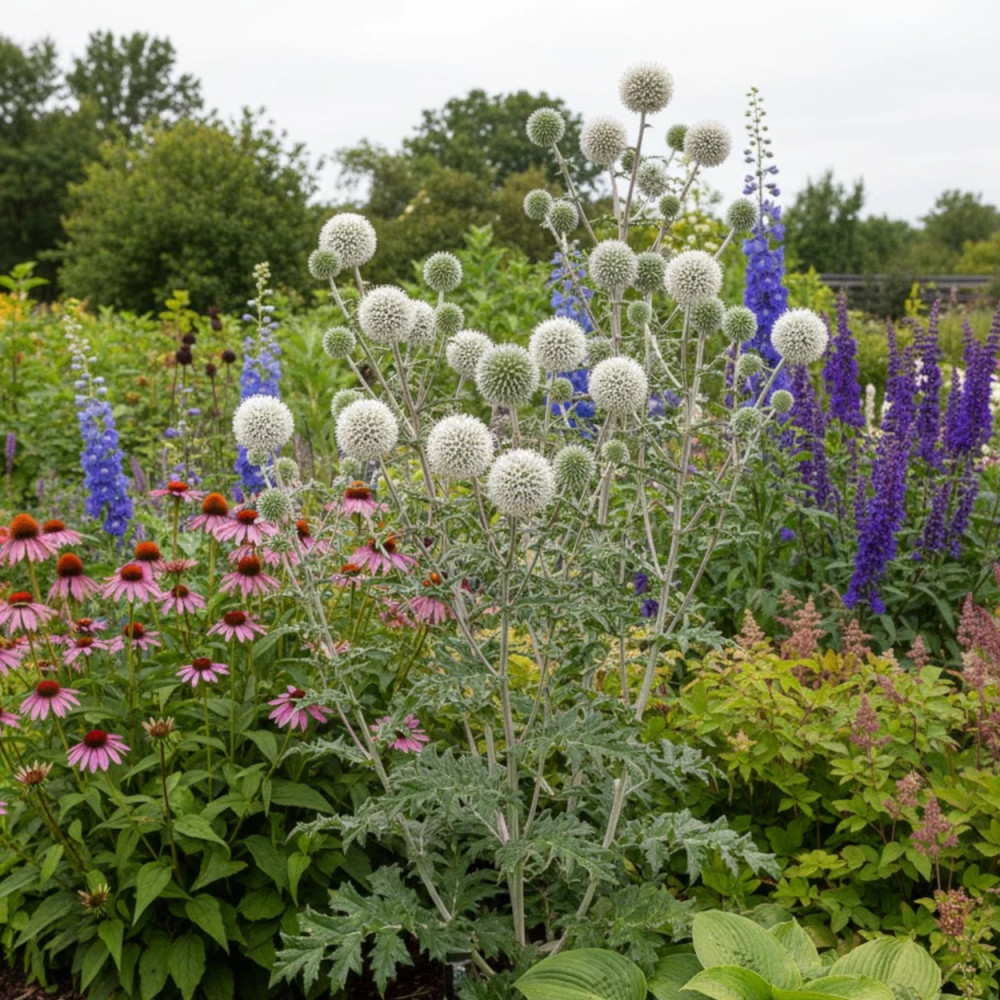Boule azurée Arctic, Echinops