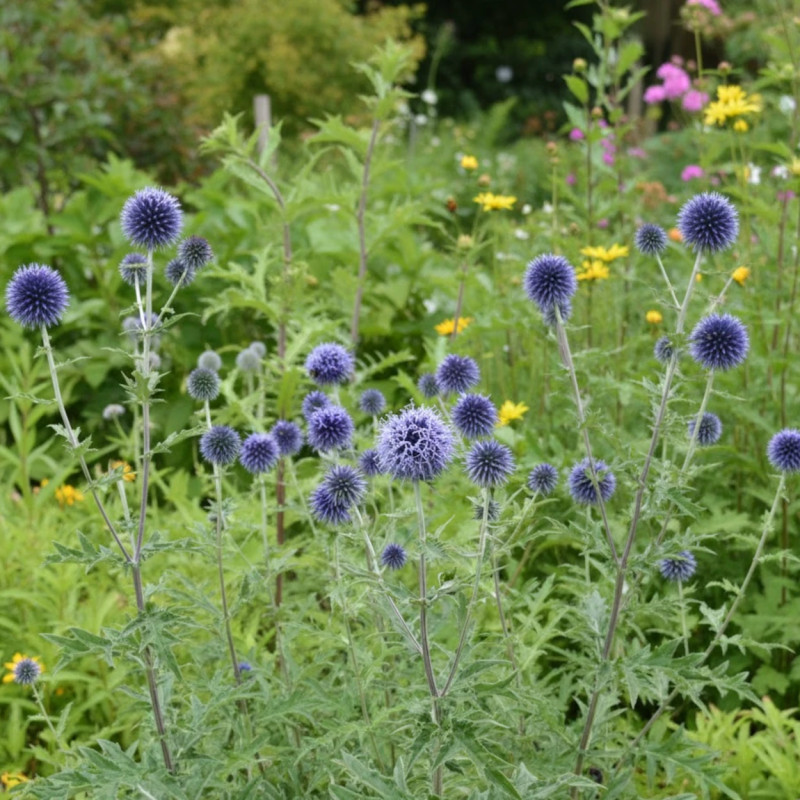 Boule azurée Blue Globe, Echinops