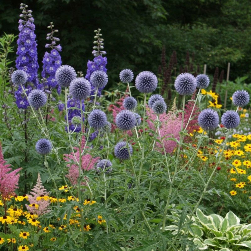 Boule azurée ritro, Echinops
