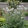 Boule azurée Star Frost, Echinops