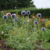 Boule azurée Taplow Blue, Echinops