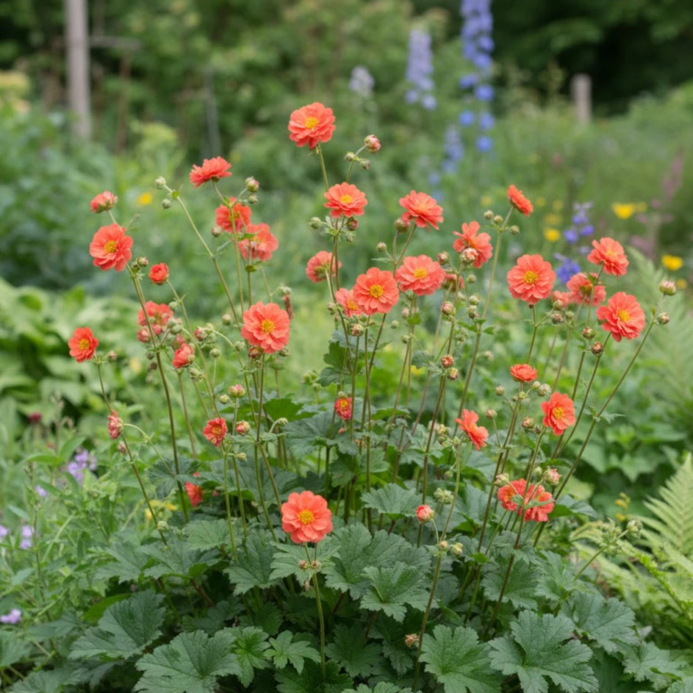 Benoîte Coral Tempest