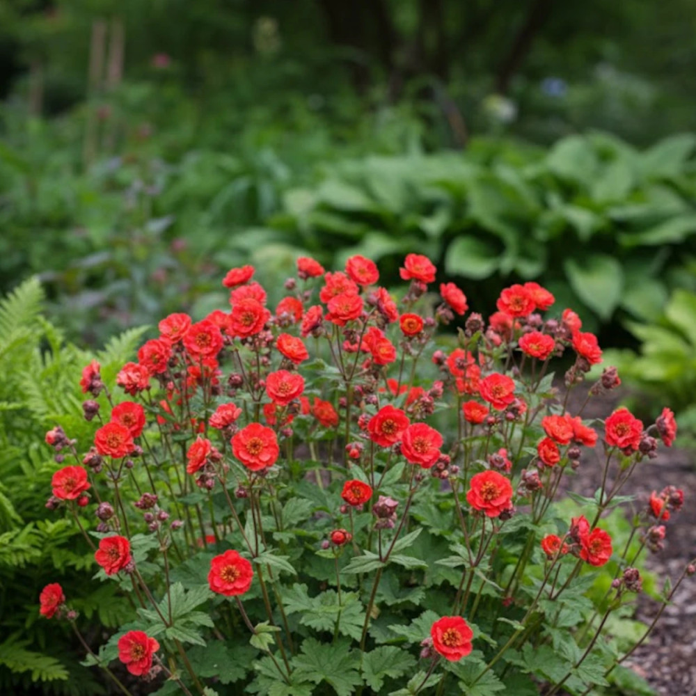 Benoîte Flames of Passion®