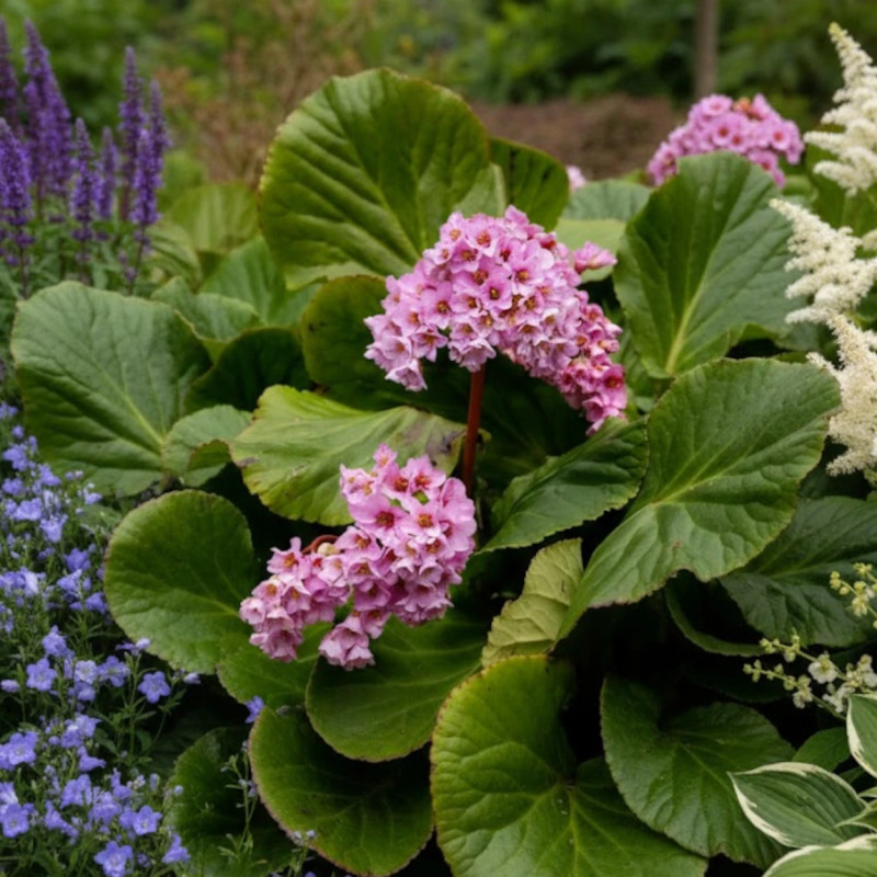 Bergénia à feuilles charnues, Bergenia crassifolia