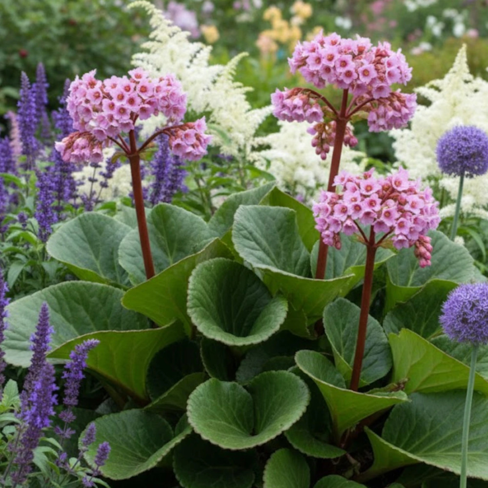 Bergénia à feuilles charnues, Bergenia crassifolia Bergénia à feuilles charnues, Bergenia crassifolia