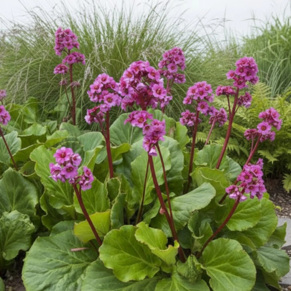 Bergénia à feuilles cordées, Bergenia cordifolia