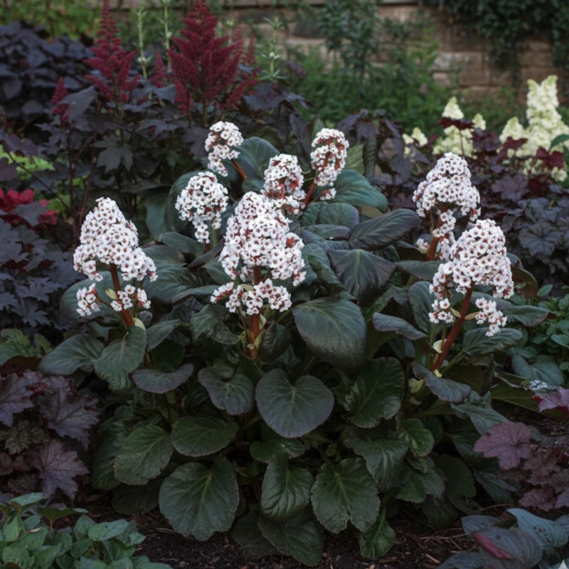 Bergénia Bach