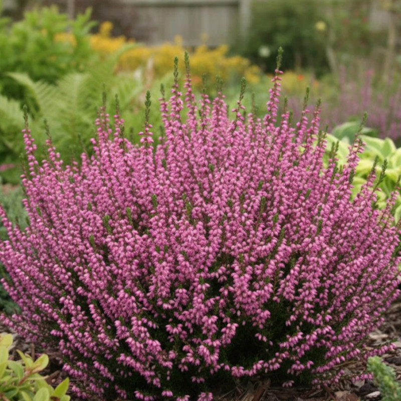Bruyère d'hiver Winter Belles® 'Phoebe' - SILENCE, ça pousse !