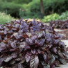 Bugle rampante pourpre, Ajuga