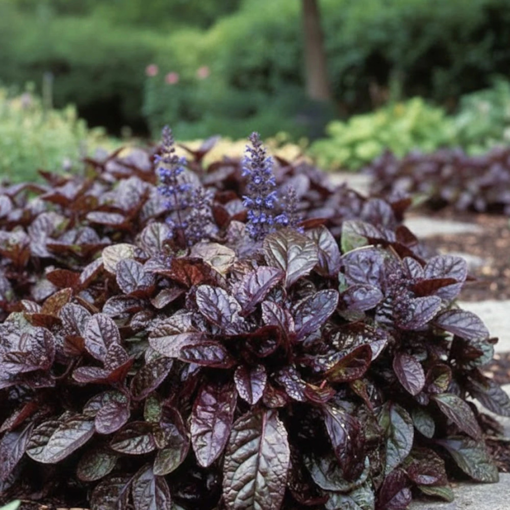 Bugle rampante pourpre, Ajuga