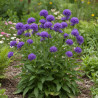 Campanule agglomérée Speciosa, Campanule glomerata