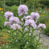 Campanule agglomérée Caroline, Campanule glomerata