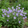 Campanule Gantelée