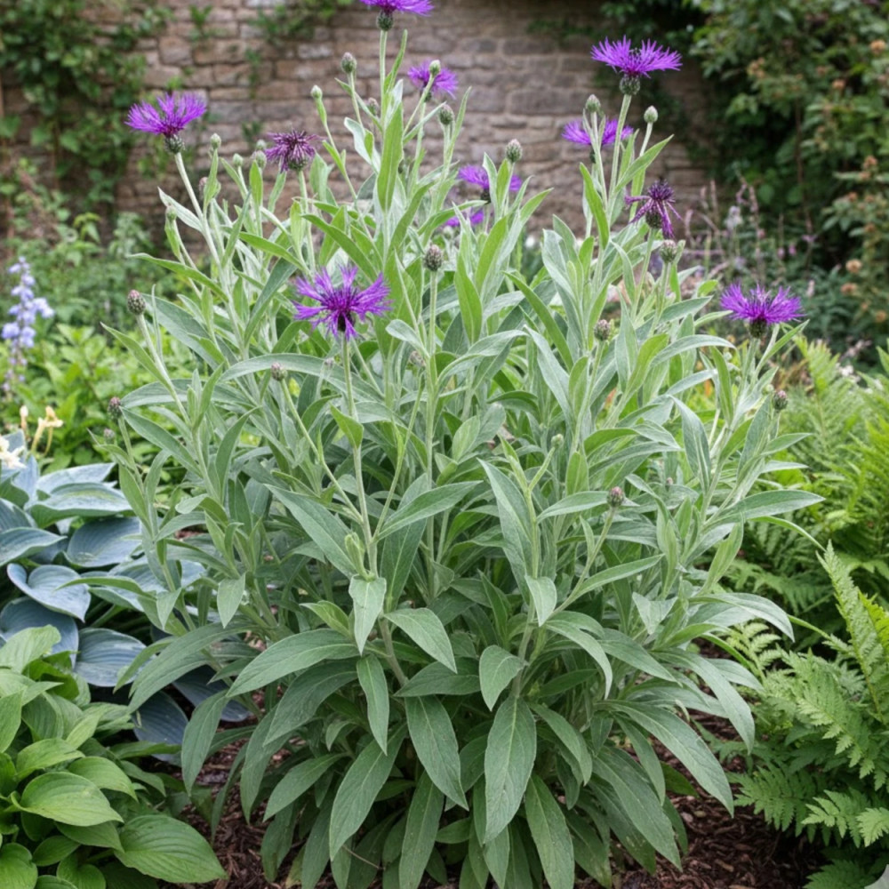 Centaurée des montagnes Amethyst Dream®, Bleuet des montagnes
