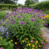 Centaurée des montagnes Amethyst Dream®, Bleuet des montagnes