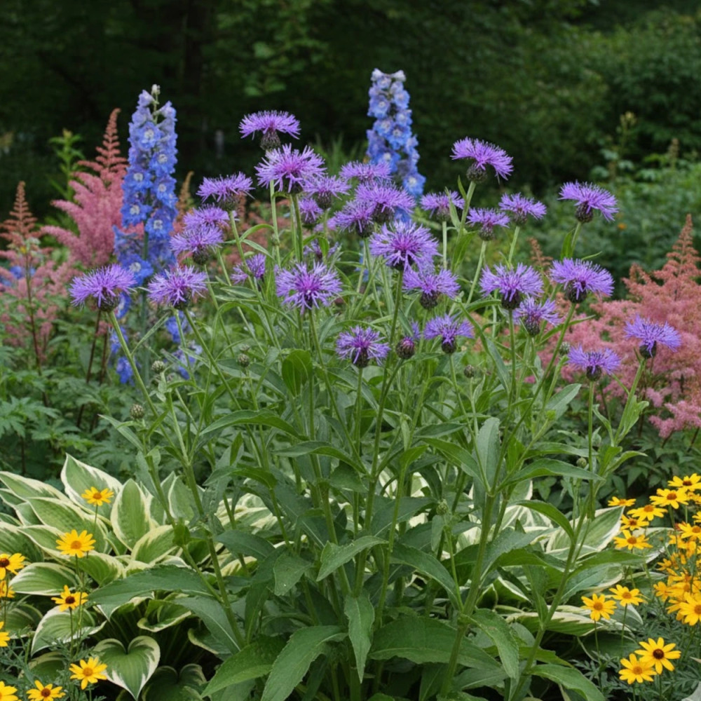 Centaurée des montagnes, Bleuet des montagnes