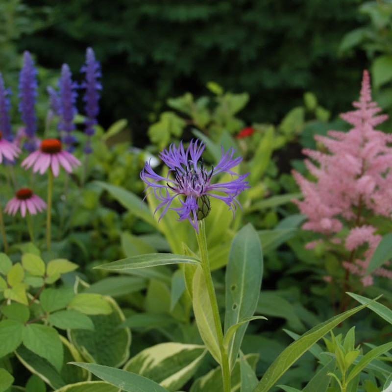 Centaurée des montagnes, Bleuet des montagnes