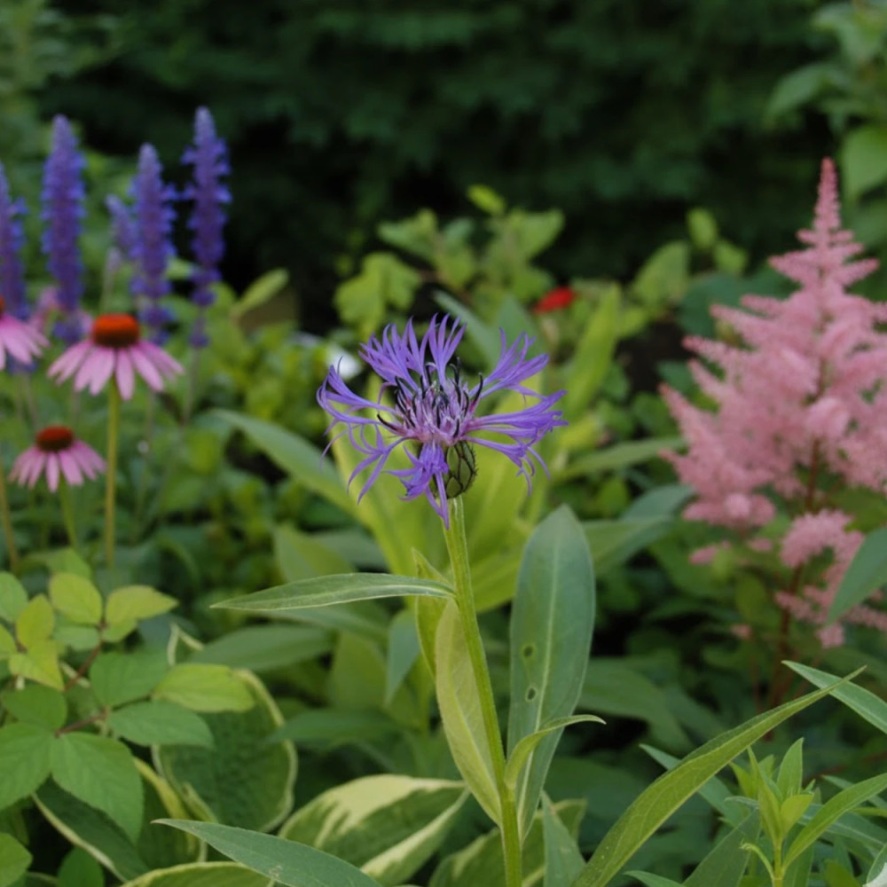 Centaurée des montagnes, Bleuet des montagnes