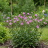 Lychnis flos-cuculis, Oeillet des près