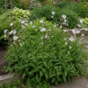 Lychnis White Robin, Oeillet des prés blanc