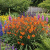 Crocosmia Emily McKenzie, Montbretia