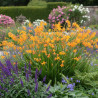 Crocosmia George Davidson, Montbretia