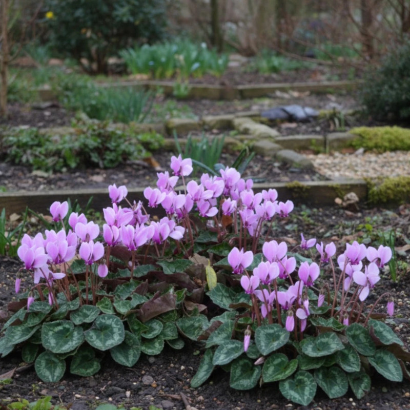 Cyclamen de Naples