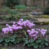 Cyclamen de Naples