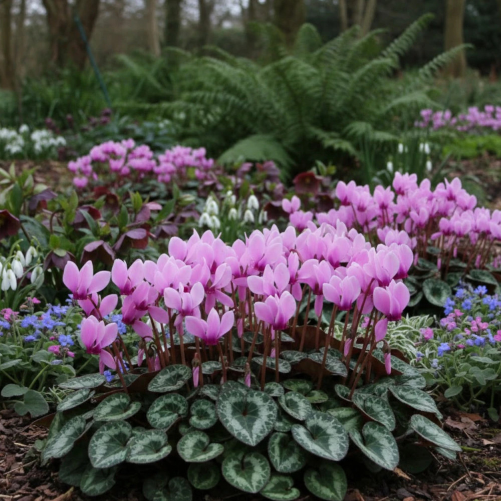 Cyclamen de Naples