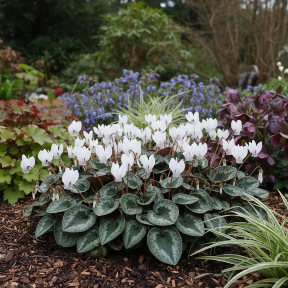 Cyclamen de Naples Ivy Ice White