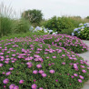 Delosperma ashtonii, Pourpier vivace